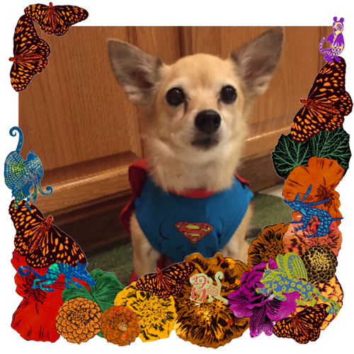 Photo of Simba in a frame with marigolds, flowers, alebrijes and monarch butterflies.