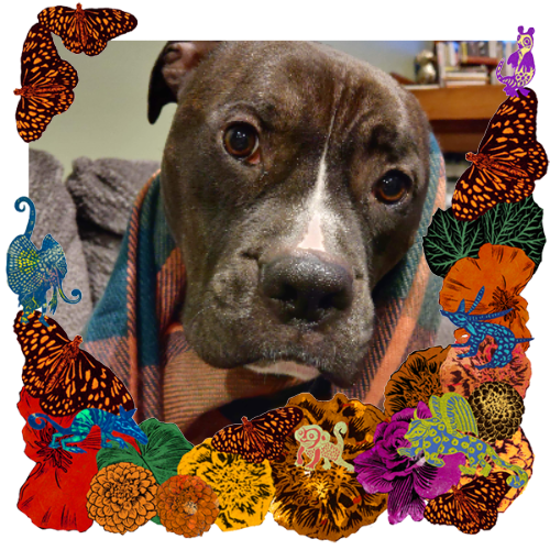 Photo of TITAN! in a frame with marigolds, flowers, alebrijes and monarch butterflies.