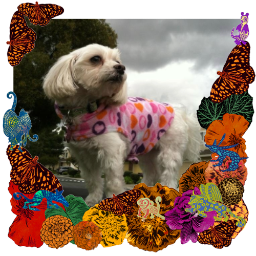 Photo of Yuki in a frame with marigolds, flowers, alebrijes and monarch butterflies.