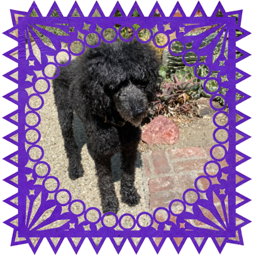Photo of Zanzara in a frame with papel picado.