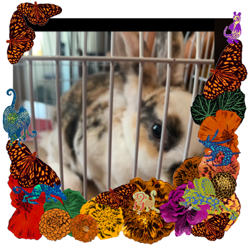 Photo of Creampuff in a frame with marigolds, flowers, alebrijes and monarch butterflies.