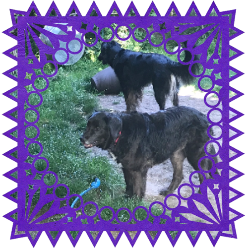 Photo of Mocha in a frame with papel picado.
