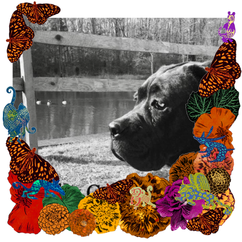 Photo of Molly in a frame with marigolds, flowers, alebrijes and monarch butterflies.