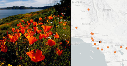 Where to find the super blooms in Southern California