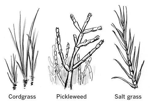 Marsh plants, including cordgrass, pickleweed and salt grass.