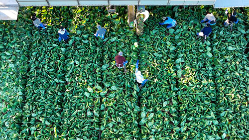 Vessey & Co. farmworkers harvest green cabbage at the end of November.