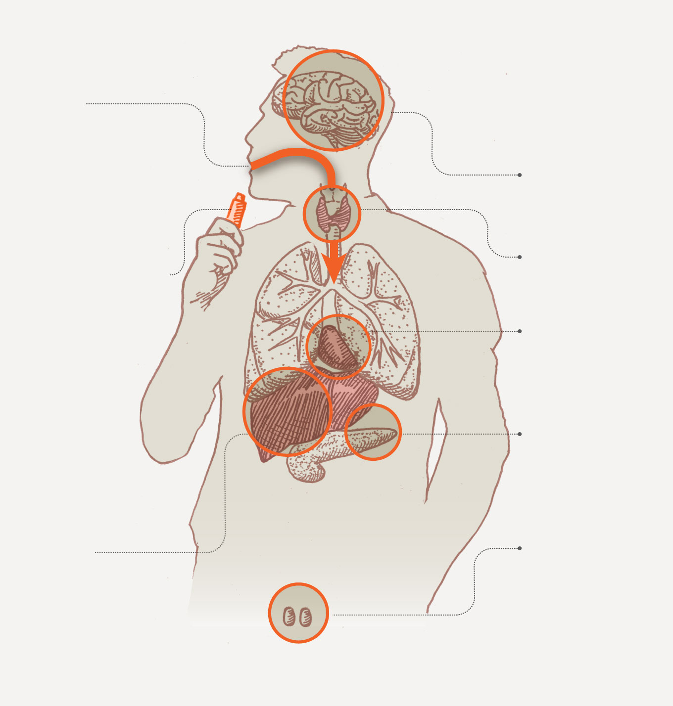 Diagram shows how contaminants from dirty weed enters the body and the health risks it causes.