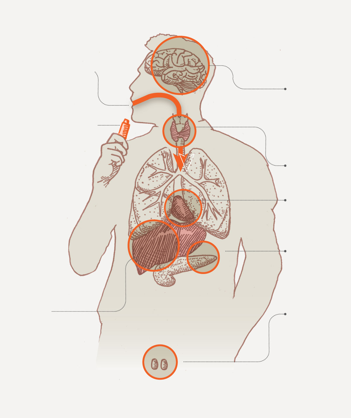 Diagram shows how contaminants from dirty weed enters the body and the health risks it causes.