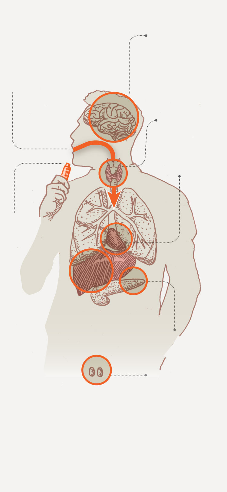 Diagram shows how contaminants from dirty weed enters the body and the health risks it causes.