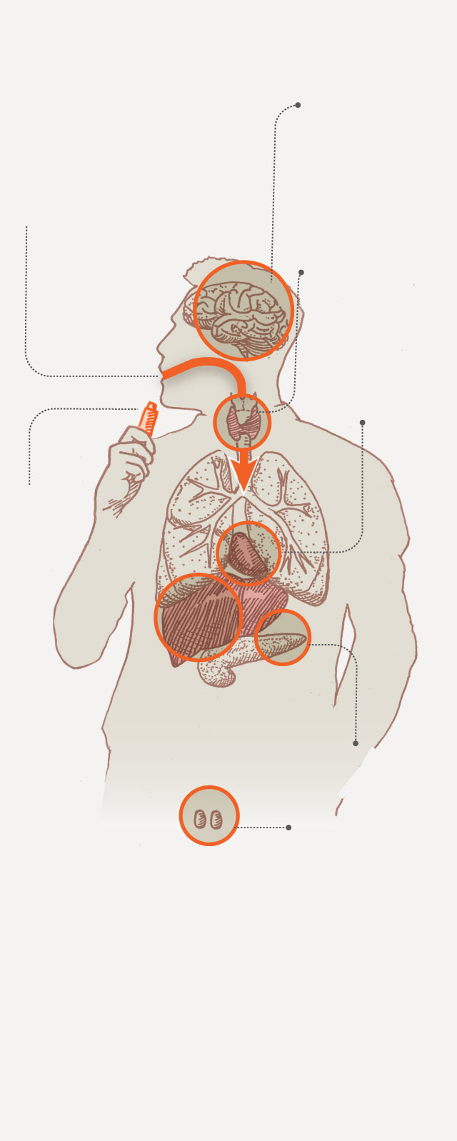 Diagram shows how contaminants from dirty weed enters the body and the health risks it causes.