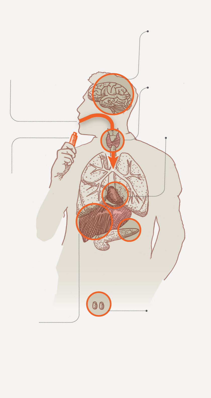 Diagram shows how contaminants from dirty weed enters the body and the health risks it causes.