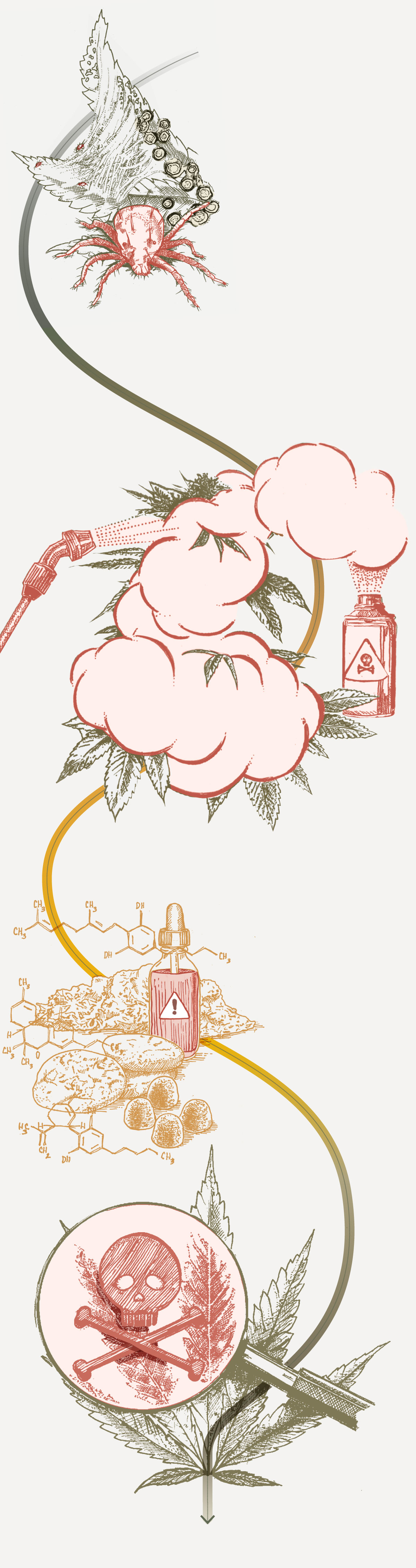 Illustrated diagram shows how weed can get contaminated during cultivation and harvesting when pesticides and other chemicals are used.