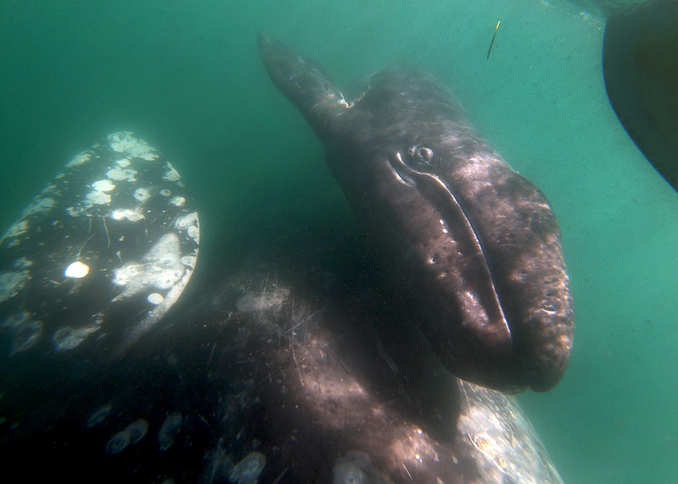 A gray whale pushes her calf to the surface in San Ignacio Lagoon. In 2019 and 2020, researchers noticed a big drop-off in mother-calf pairs in Baja lagoons — a pattern seen when there was a significant die-off of gray whales 20 years ago.
