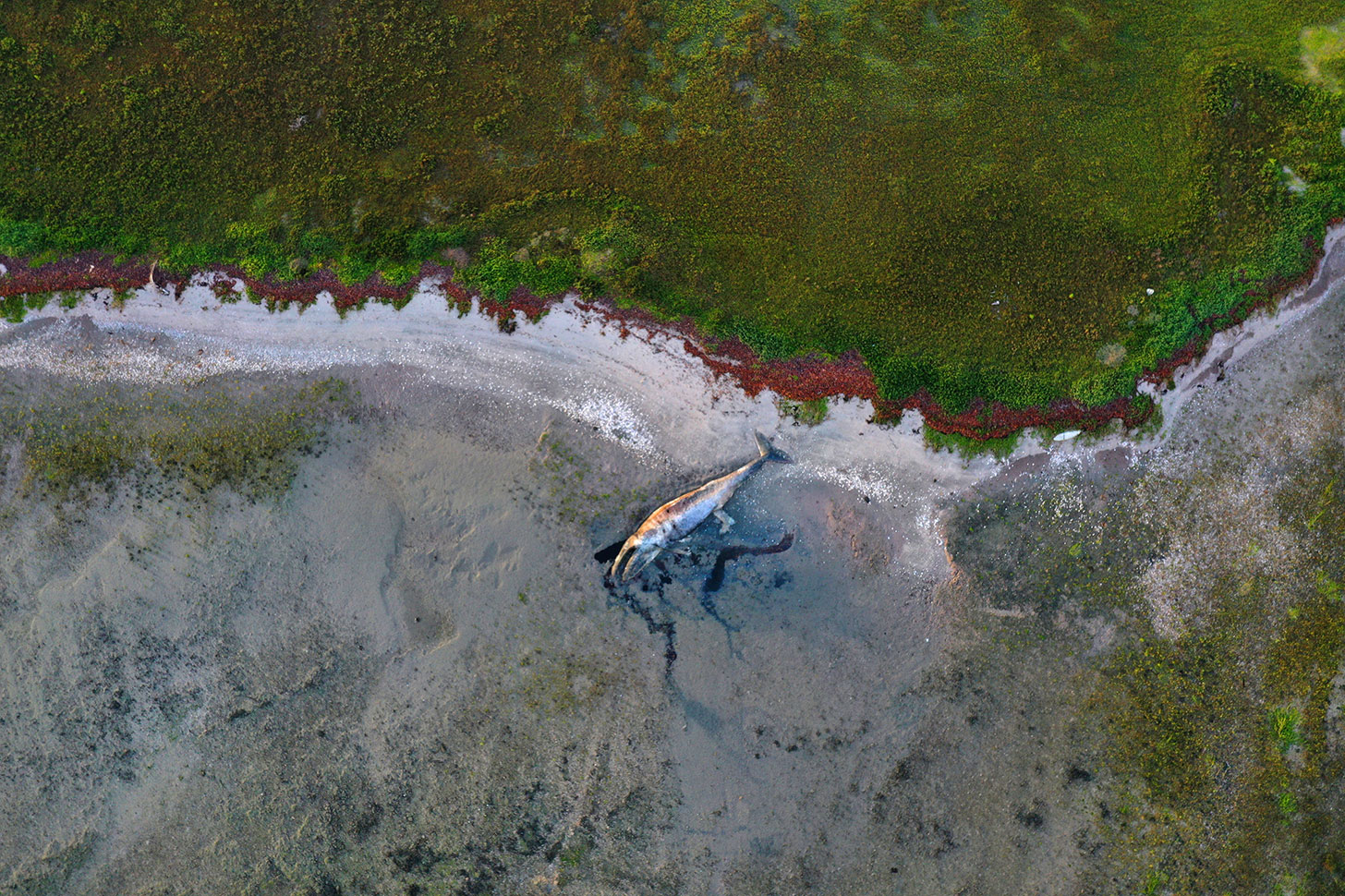 A gray whale is seen dead, washed ashore on a beach in San Ignacio Lagoon on March 11, 2020. Since 2019, hundreds of gray whales have been found stranded along the west coast of North America from Mexico to Alaska.