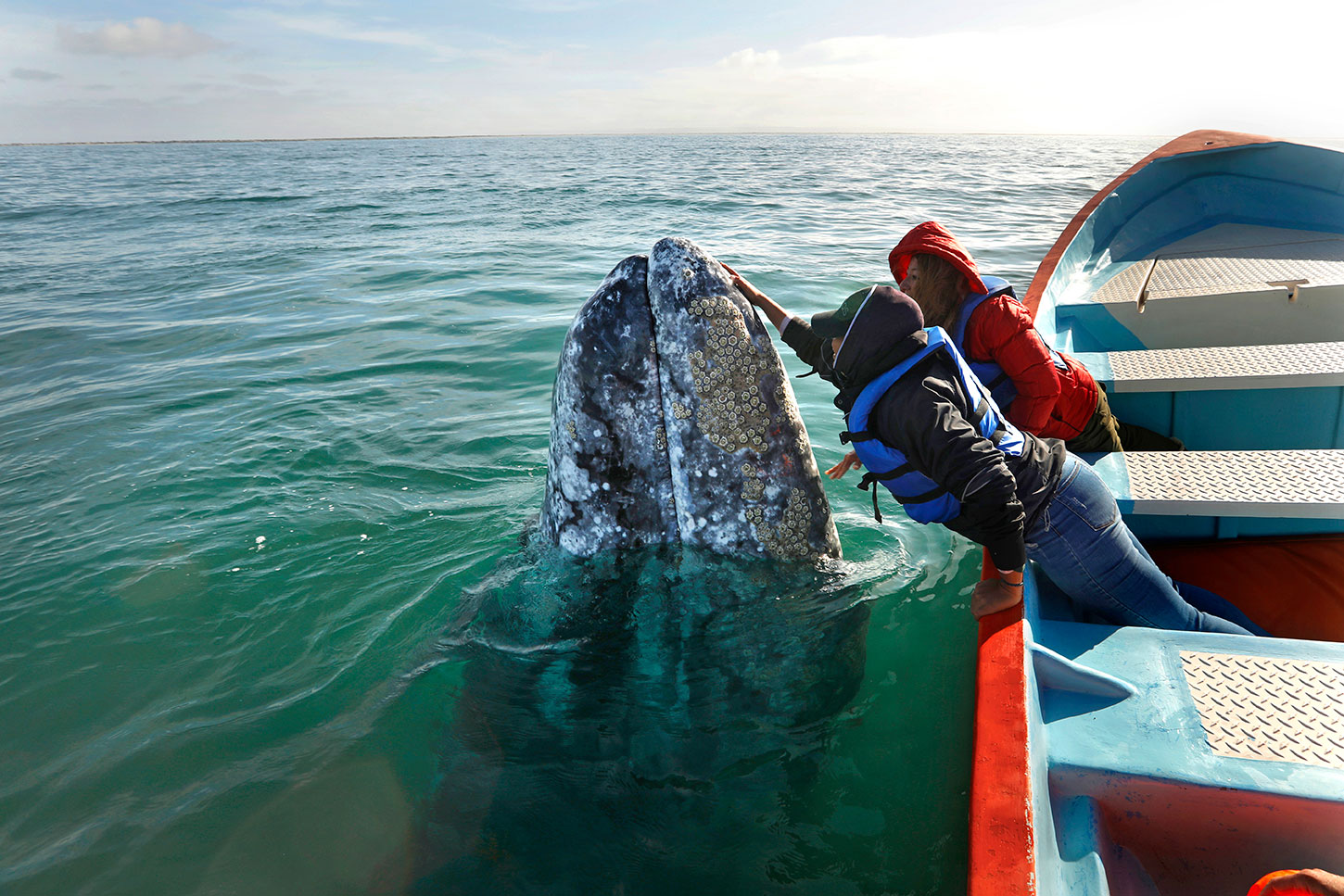 Balvi Vasquez pets and talks to a gray whale in San Ignacio Lagoon, Baja California, on Feb. 16, 2021.