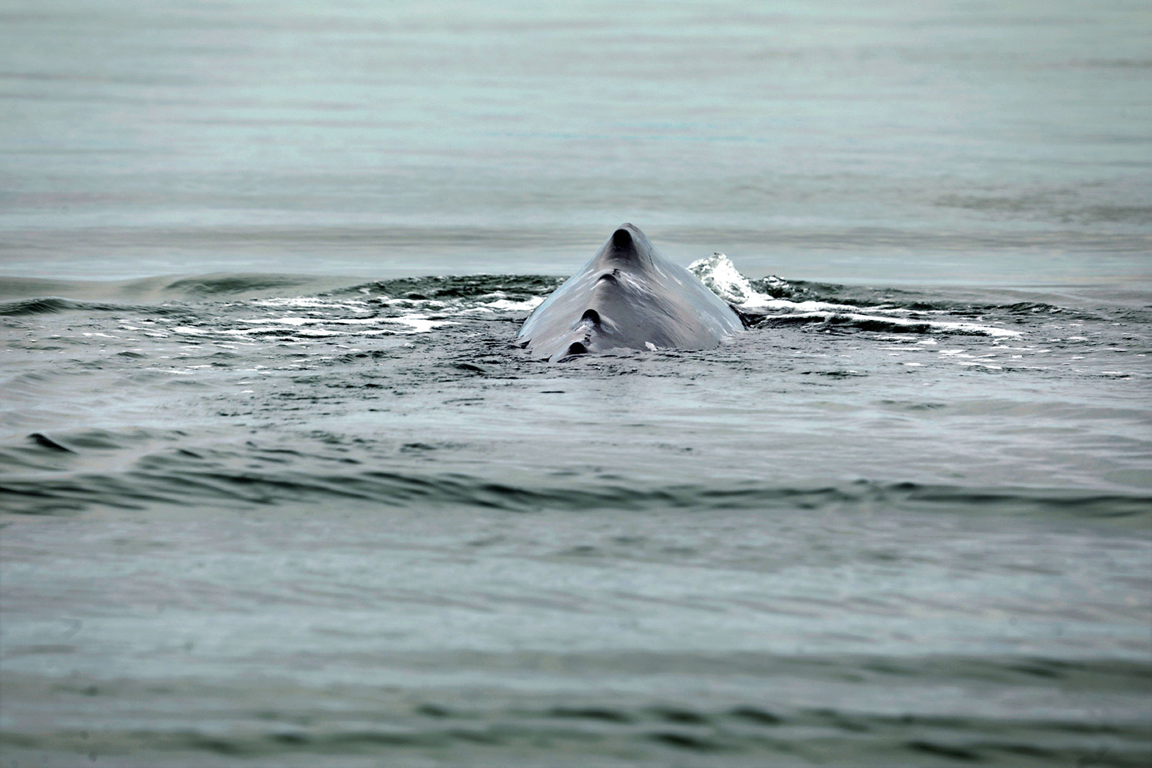 An extremely thin gray whale swims in San Ignacio Lagoon on Feb. 15, 2021. Since Jan. 1, 2019, an increasing number of gray whale strandings have occurred along the west coast of North America.