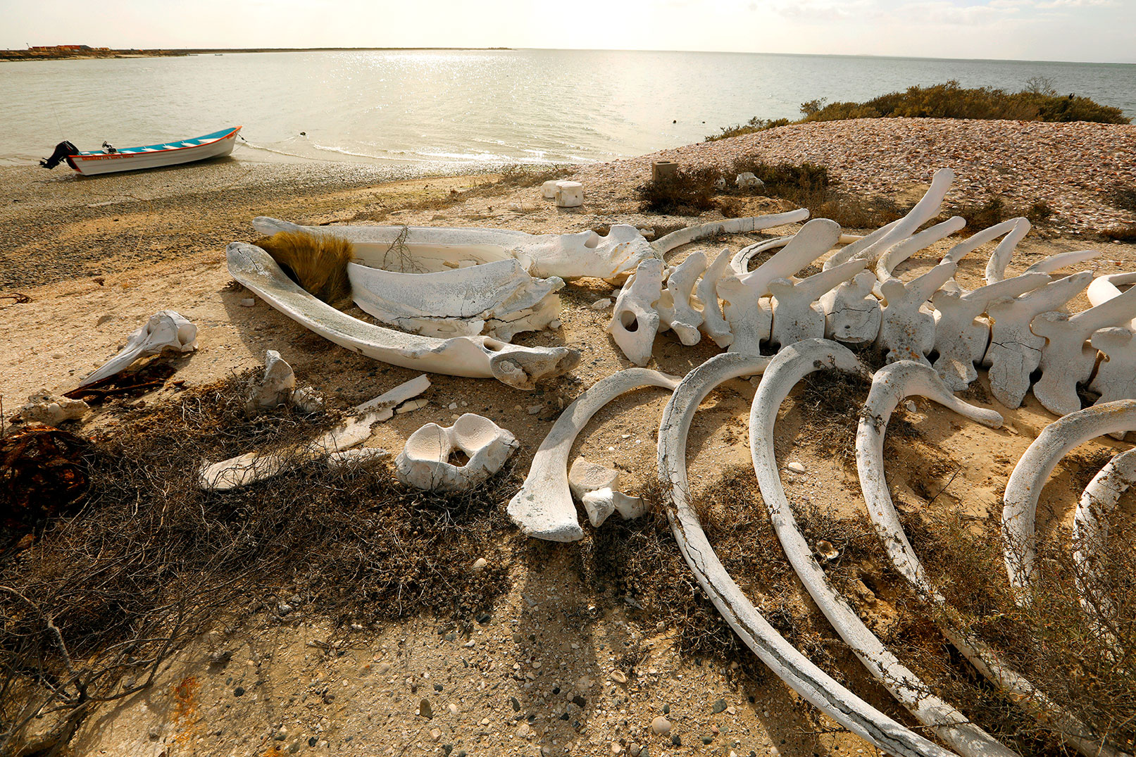Gray whale bones rest on a bluff in San Ignacio Lagoon, arranged by locals to show visitors the size of the creatures, which average 40 feet long.