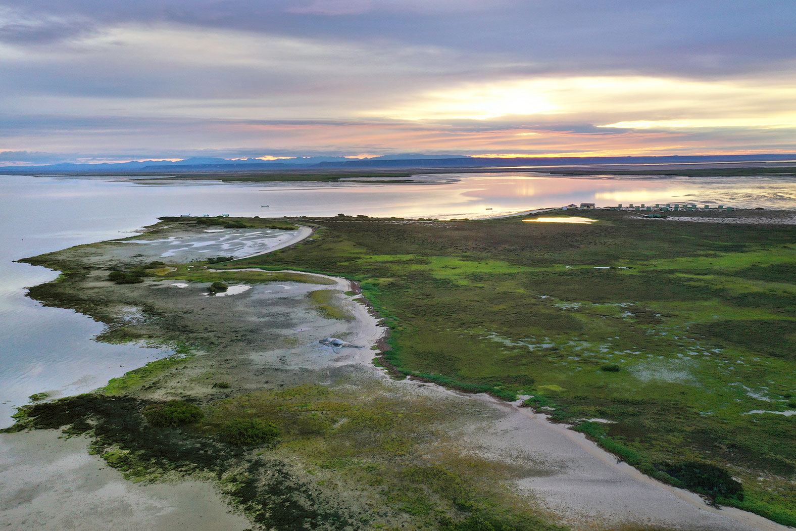 Mexico’s Baja Peninsula, including places like San Ignacio Lagoon, provide warm, shallow estuaries where gray whale mothers come each year to nurse their calves, as other adults arrive to mate.