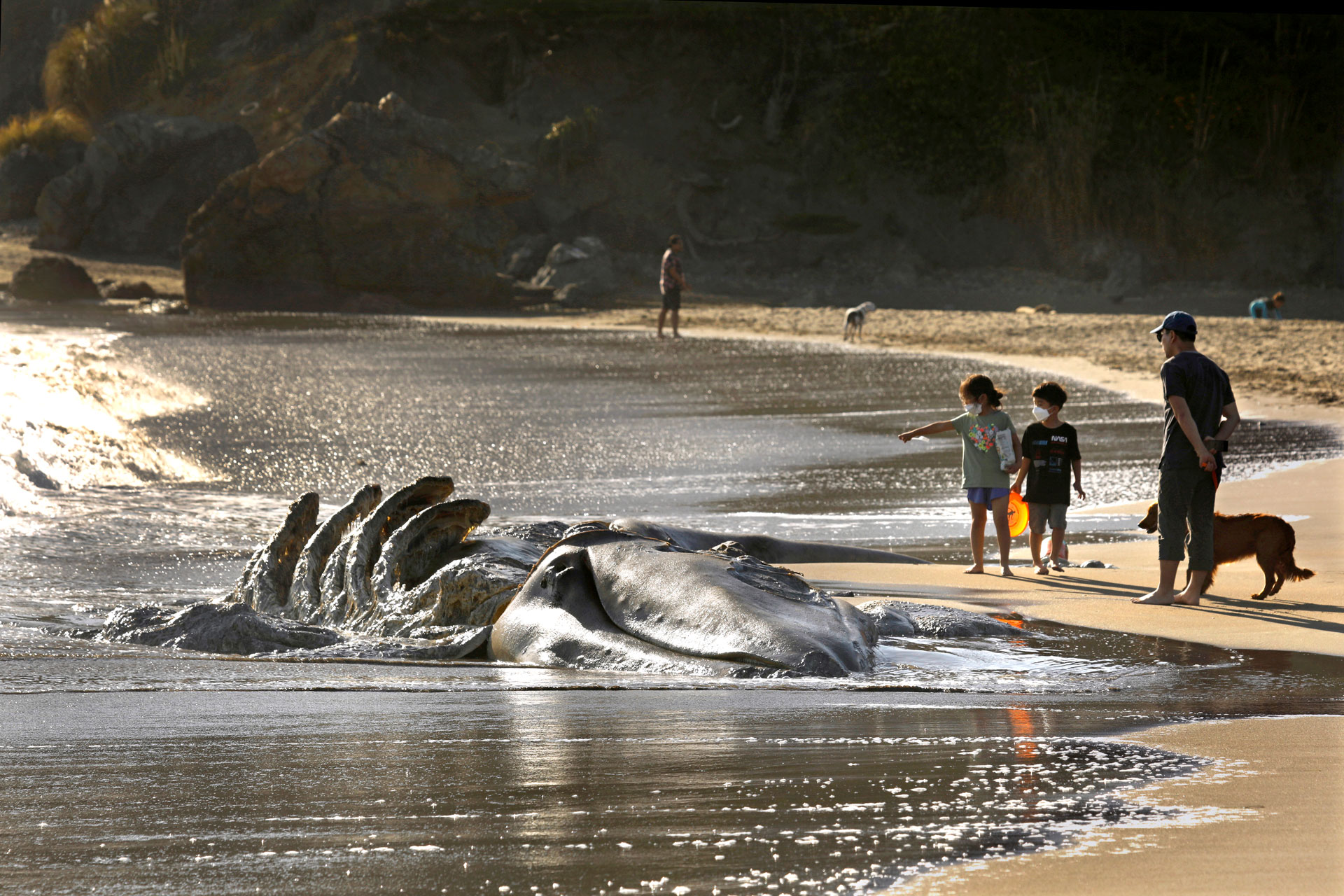 Beachgoers look at a decomposing gray whale while visiting Muir Beach on April 17, 2021. Scientists from the Marine Mammal Center in Sausalito, Calif., found evidence the whale had been struck by a vessel.