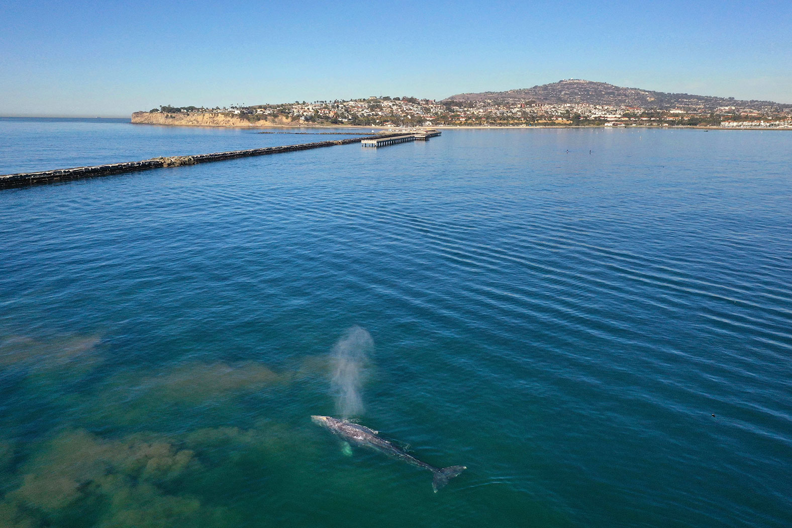 A gray whale swims into Los Angeles Harbor on Feb. 23, 2021. It’s not unusual for gray whales to stay in the harbor for a few weeks in February and March before migrating farther north toward Alaska.