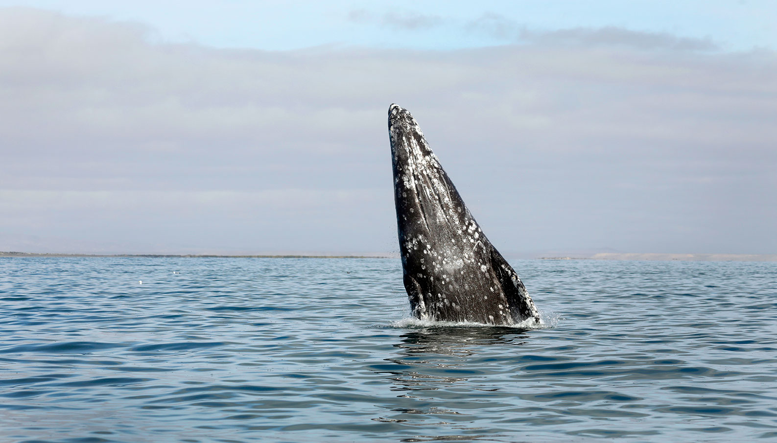 "Spy hopping" is a behavior exhibited by cetaceans, such as the gray whale above, and some sharks.