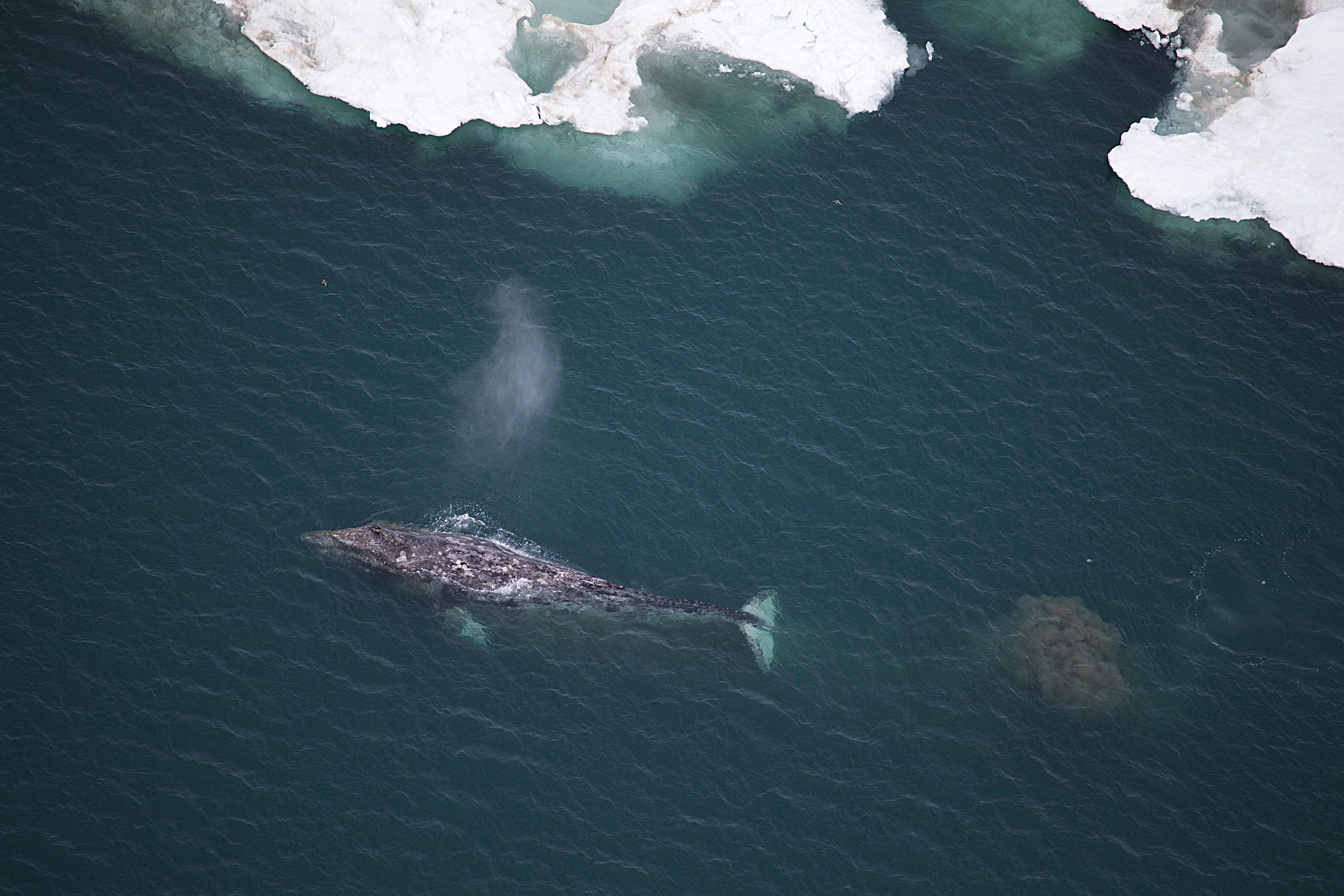 A gray whale swims in the Arctic's Chukchi Sea between Utqiagvik and Point Franklin on July 19, 2014. This is an area where gray whales regularly were seen feeding each year, less so in recent years, according to federal scientists.