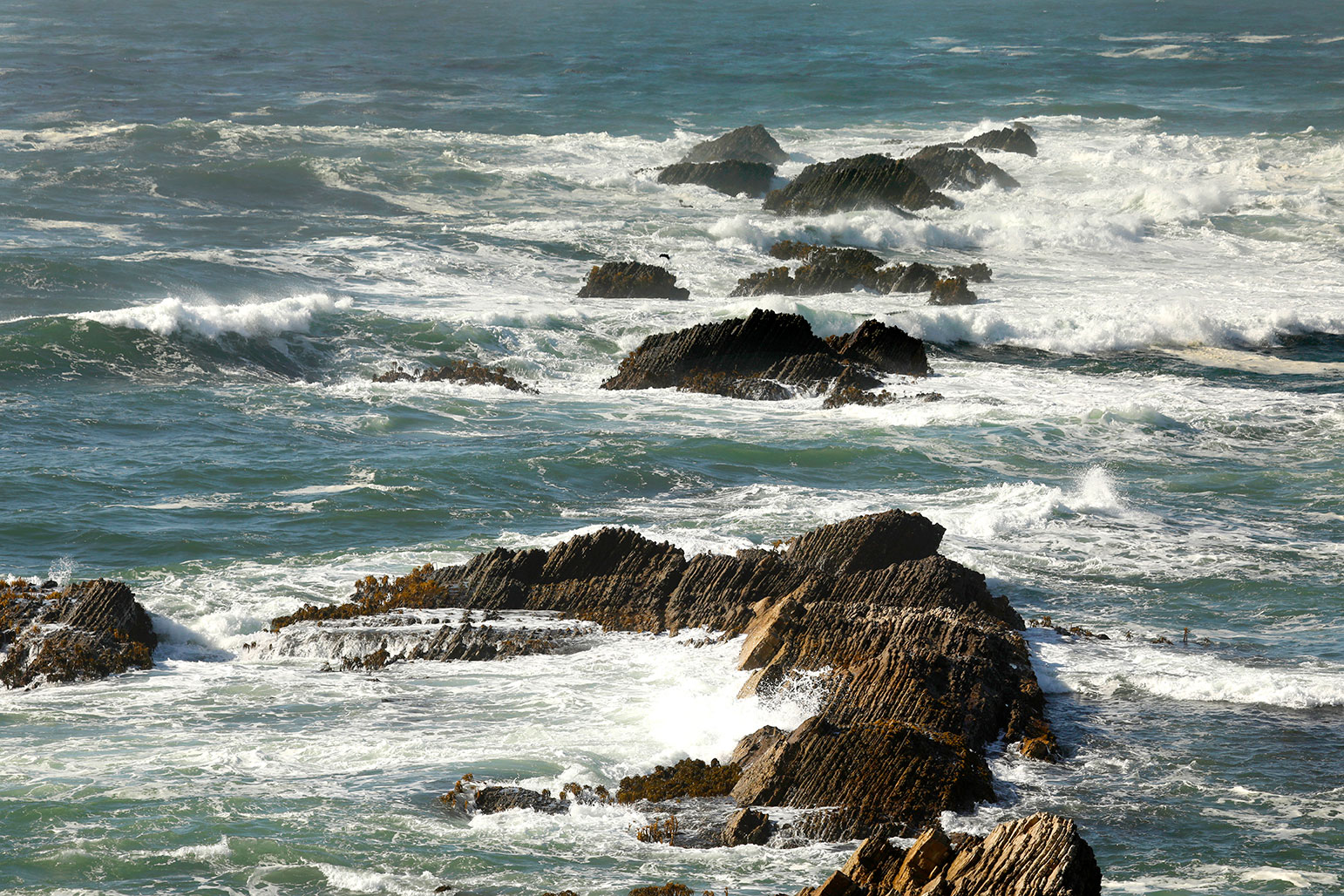 Gray whales can be seen from the Mendocino Headlands, where observers like Scott and Tree Mercer say they have observed gray whales year-round.