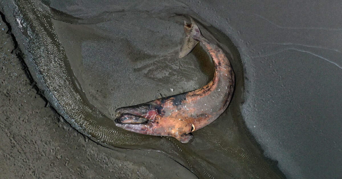 SAN IGNACIO, Mexico — For thousands of years, the gray whales of the eastern Pacific have undertaken one of the longest annual migrations of any mam