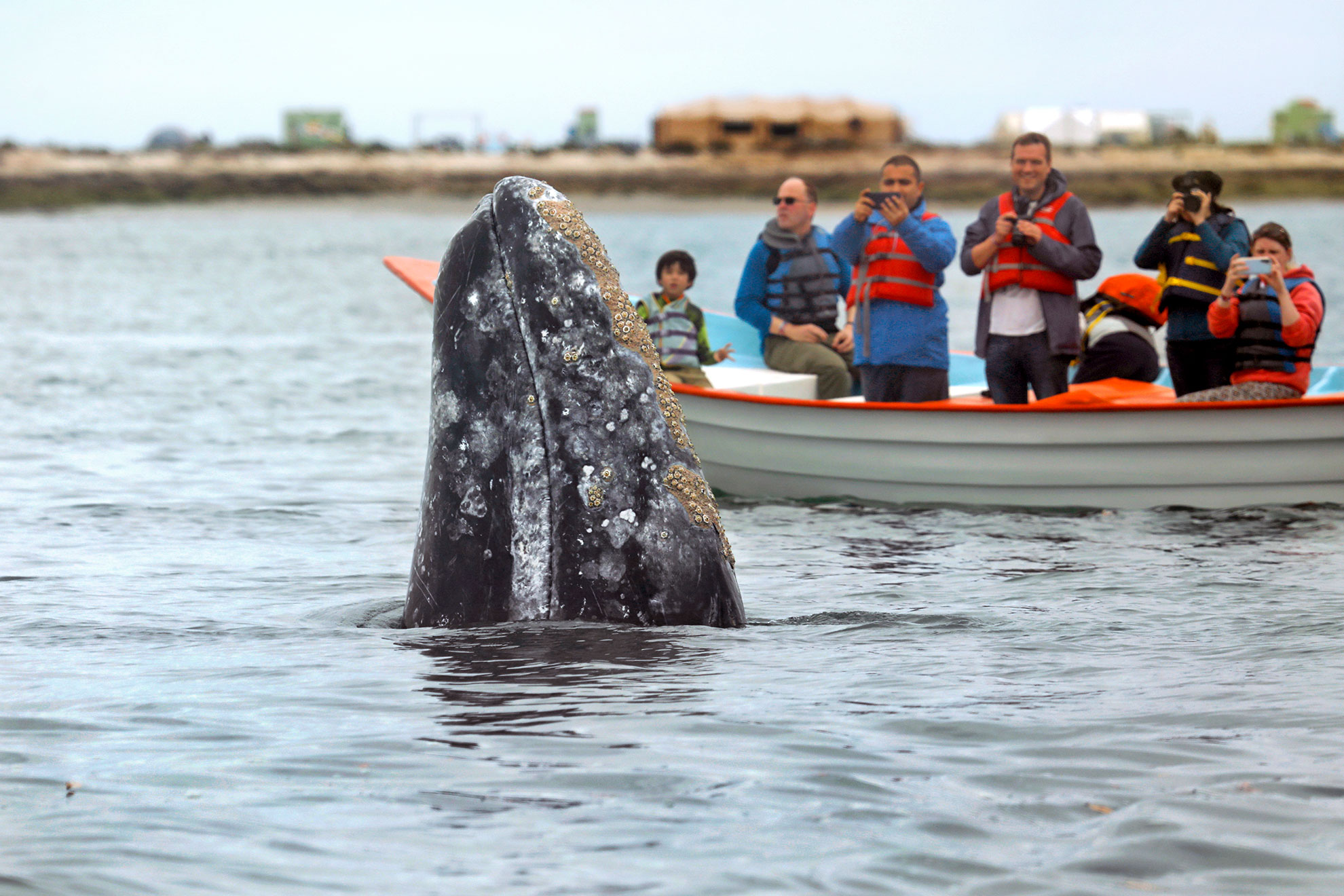 A whale-watching group gets a view of a gray whale “spy hopping” in San Ignacio Lagoon, Baja California, Mexico. The term refers to when a whale sticks its head above the water, possibly to get a view of surrounding objects.