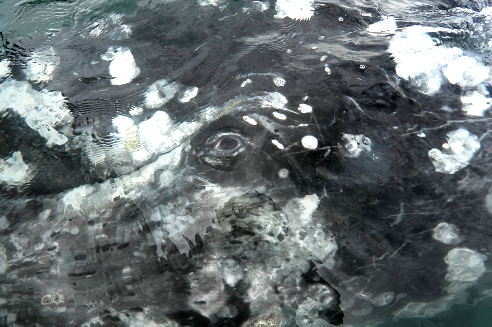 A playful gray whale comes close to a boat of visitors and turns on his side to see. Whales are drawn to boats by the hum of their outboard motors, Baja guides say.