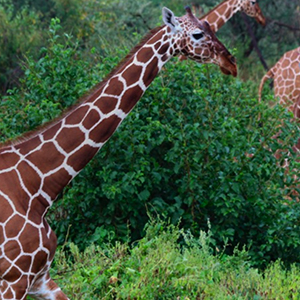 A couple of giraffes on a walk