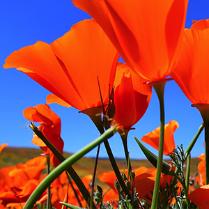 Poppy fields in 2019 at the Antelope Valley California Poppy Reserve in Lancaster, California