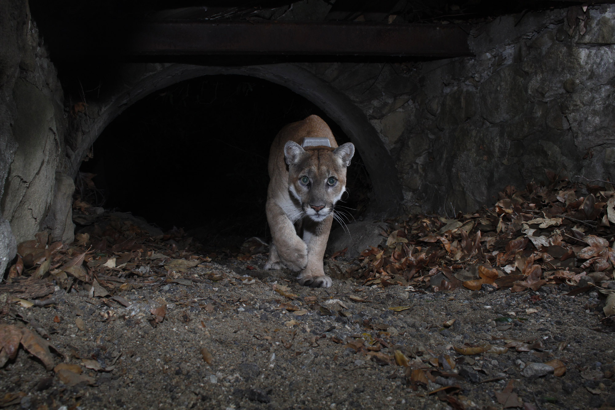 File:Orange bengal tiger at Cougar Mountain Zoological Park 1.jpg