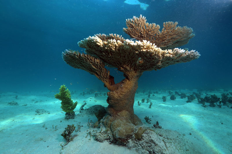 coral on the sea floor