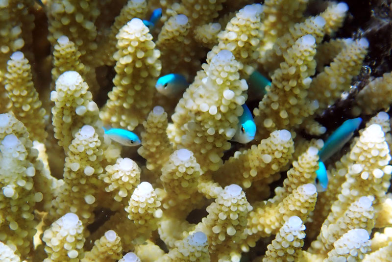 fish hide among corals