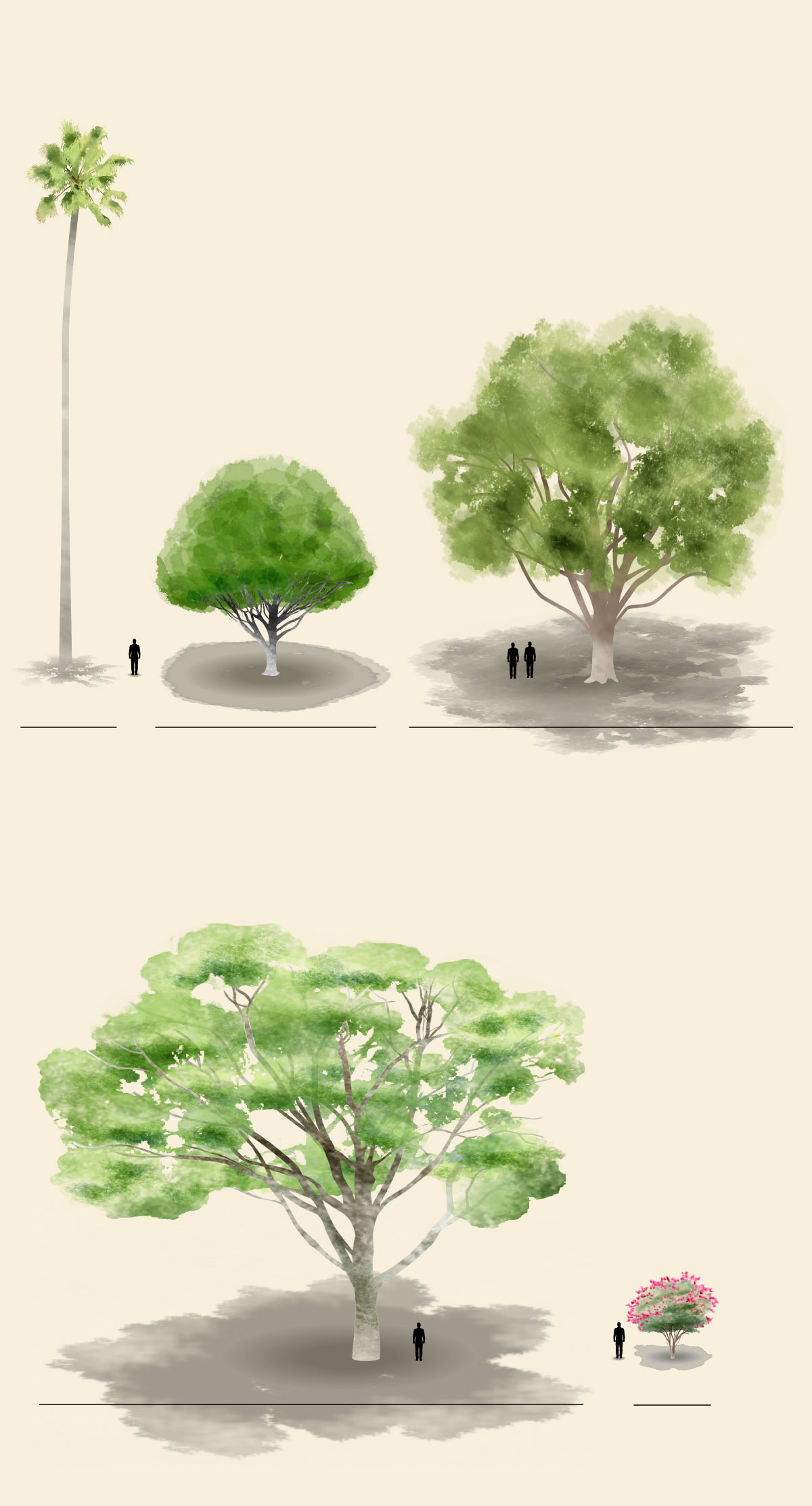 Diagram shows profiles of the Mexican fan palm, crape myrtle, Indian laurel fig, coast live oak and lemon-scented gum trees.