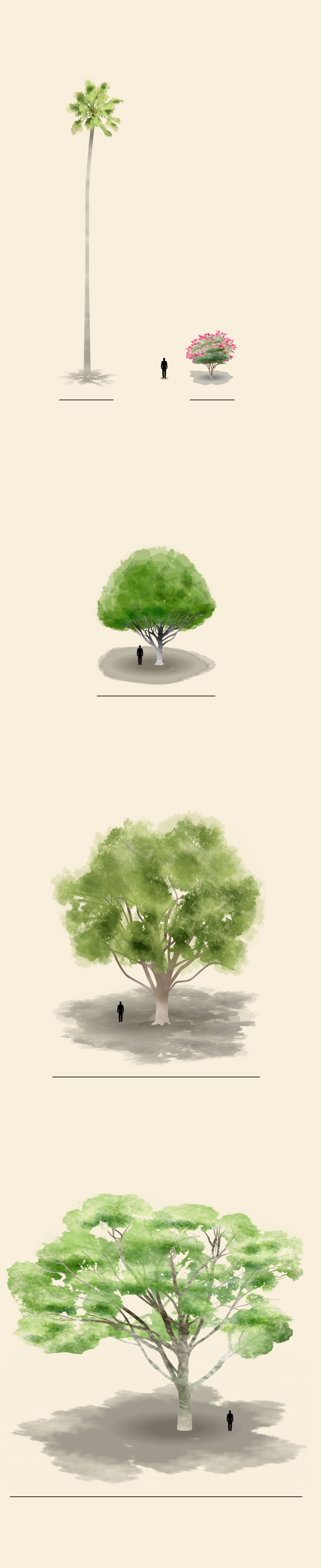 Diagram shows profiles of the Mexican fan palm, crape myrtle, Indian laurel fig, coast live oak and lemon-scented gum trees.