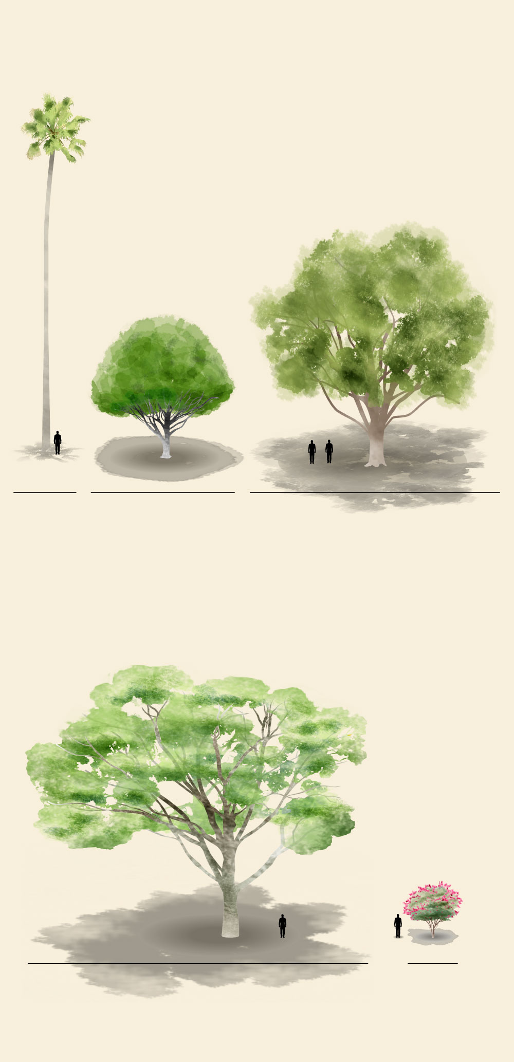 Diagram shows profiles of the Mexican fan palm, crape myrtle, Indian laurel fig, coast live oak and lemon-scented gum trees.