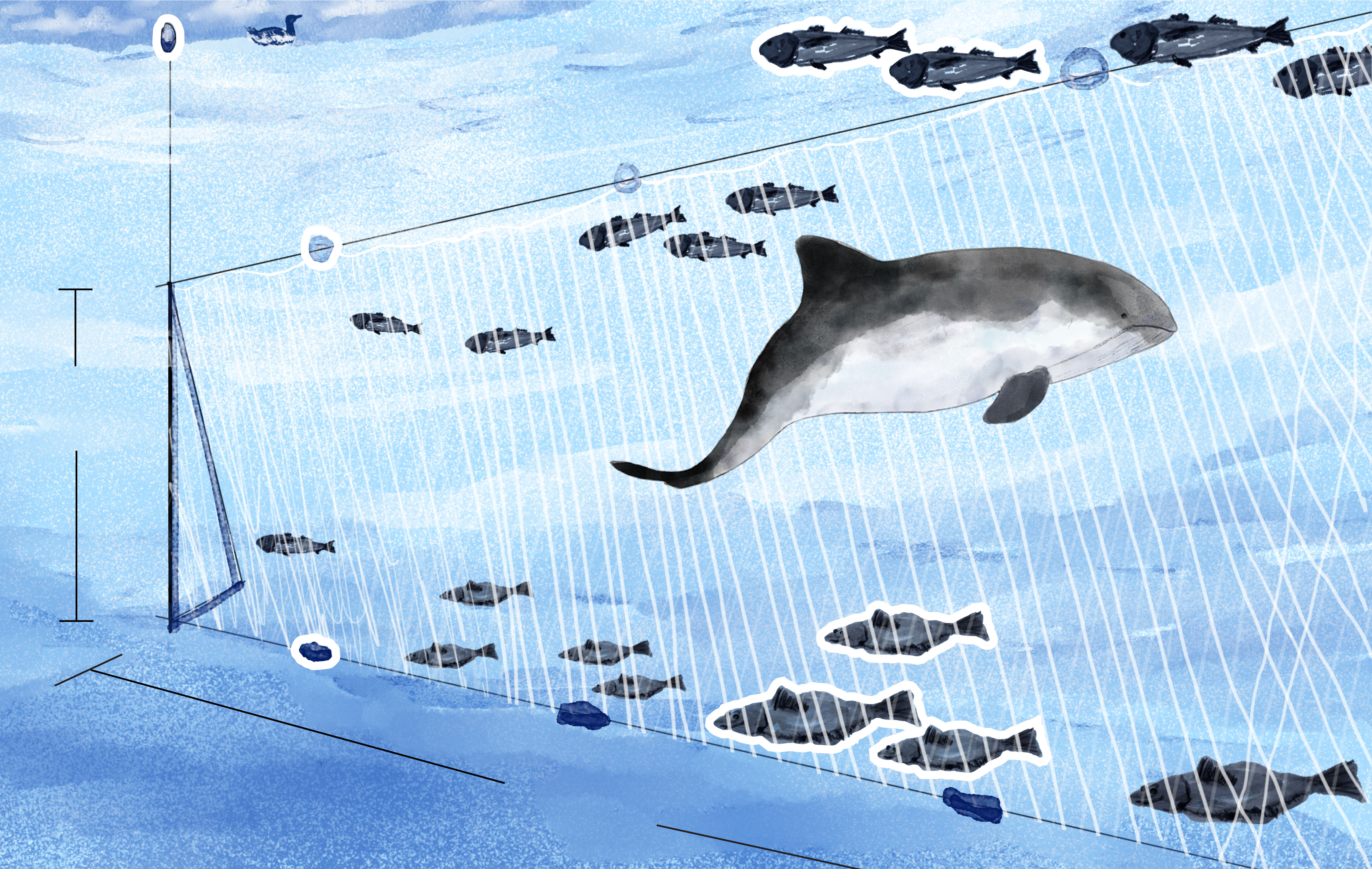 Illustration of a harbor porpoise
