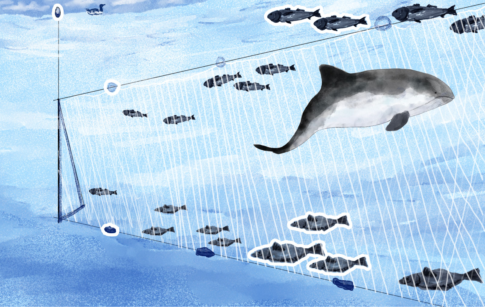 Illustration of a harbor porpoise