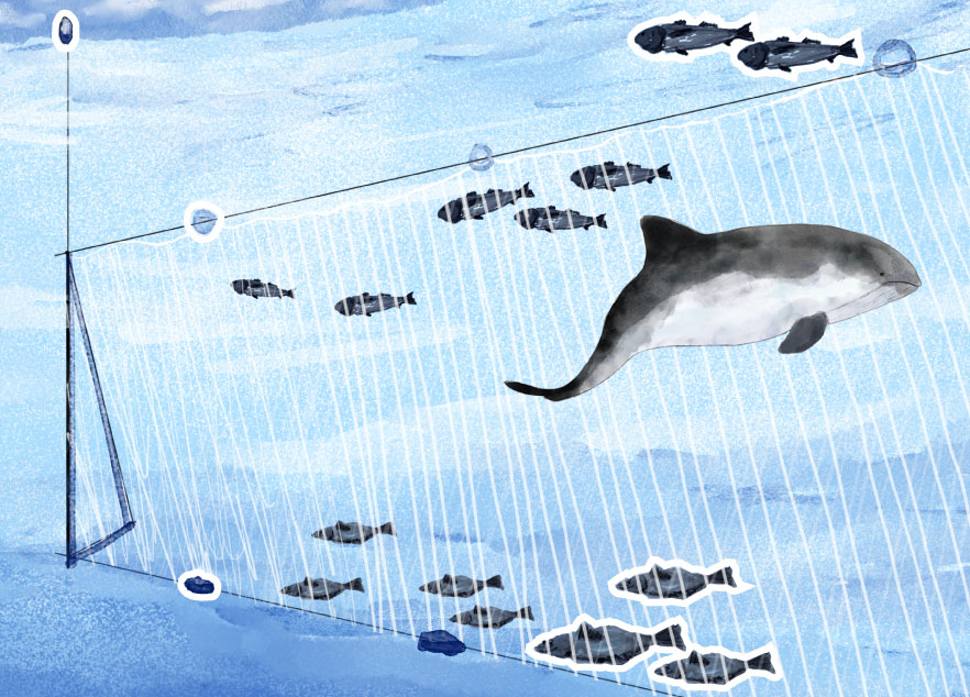 Illustration of a harbor porpoise