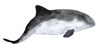 portly porpoise