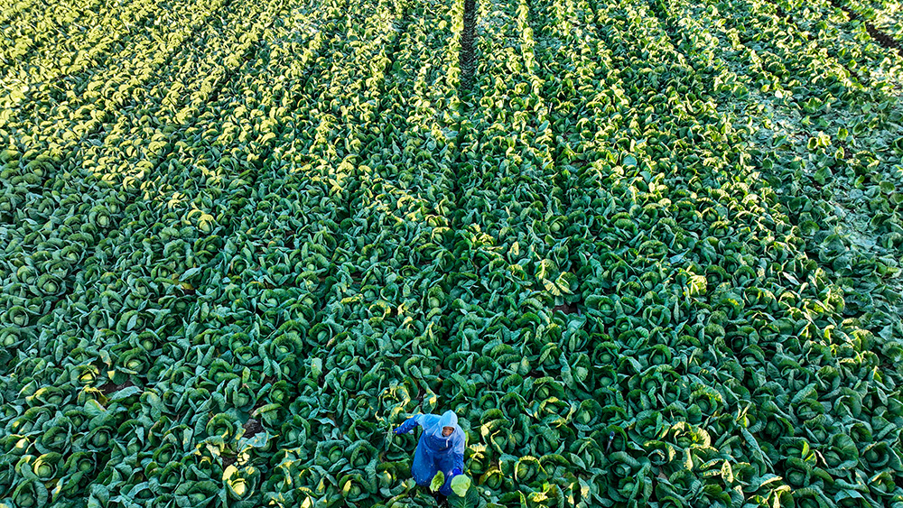 An overhead photo of a green cabbage field where a single farmworker harvests.