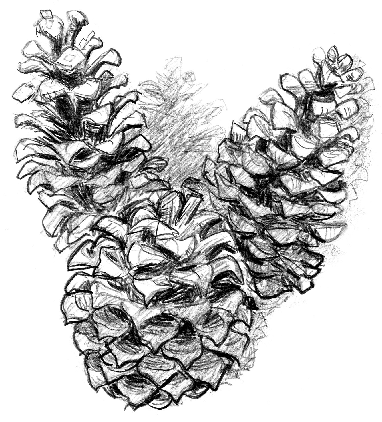 Pine cones from a ponderosa pine