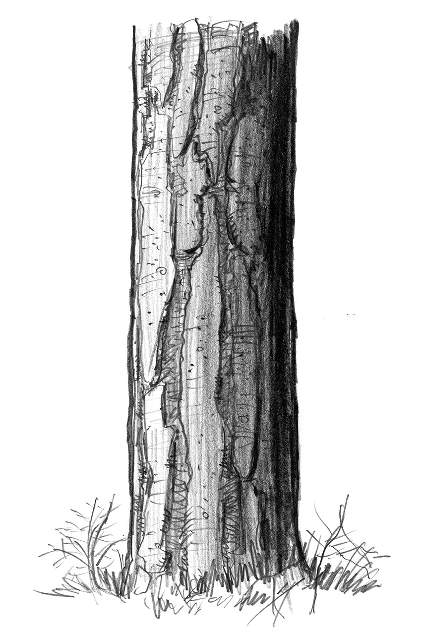 The thick, fire-resistant bark of a ponderosa pine.