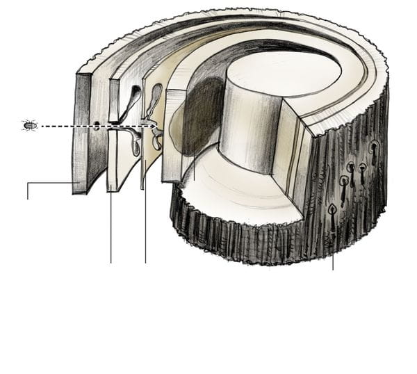 Bark beetles bore through bark and attack vital inner layers of trees.