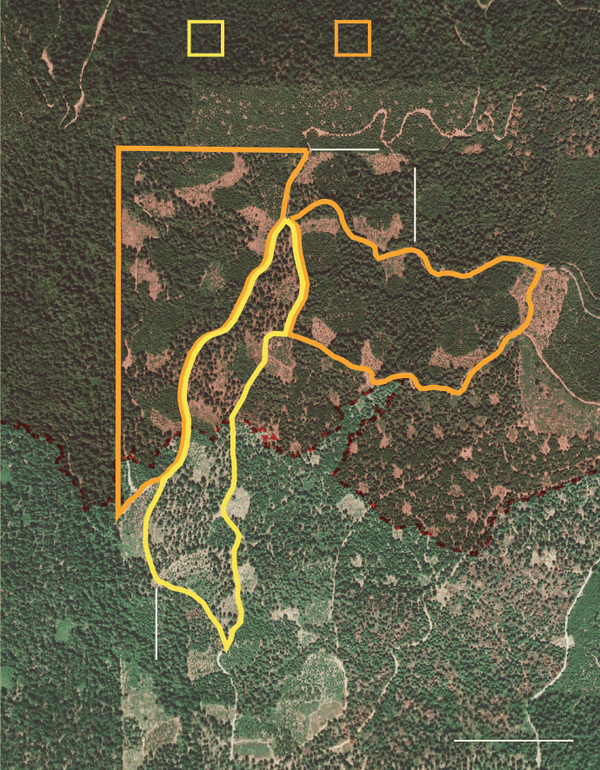 A satellite image that demonstrates how researchers divided the land into sections and managed them using different techniques. One area shows land treated with prescribed burns and has fewer trees. Another area contains more trees and fuel, leading to higher fire danger.