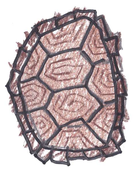 Colored pencil drawing of a turtle shell animated to spin and roll of the screen