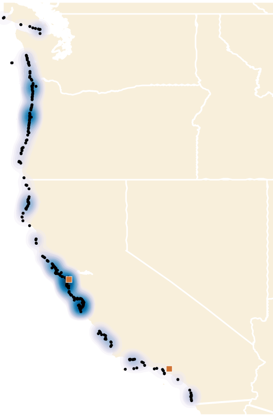 A series of maps of the west coast shows where velella have been spotted since 2019. In 2024 and 2023, sightings increased in the San Francisco Bay Area and in Southern California.