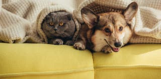 A cat and a dog on the couch under a blanket